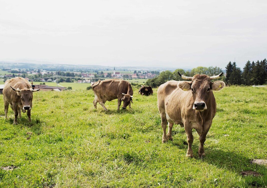 Bild: Öko-Modellregion Ostallgäu