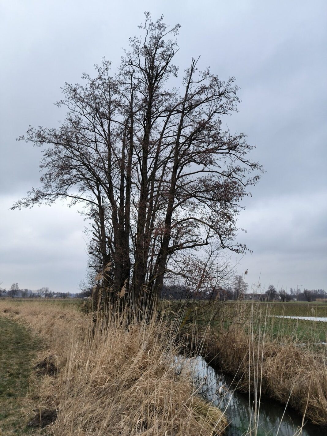 Schnittmaßnahmen und Grabenräumungen: Untere Naturschutzbehörde informiert Kahle Bäume und Schilf an einem Graben in der Feldflur