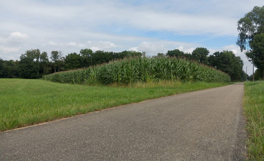 Tussen Günzburg en Gundelfingen, wegpanorama met maisveld foto6 11.