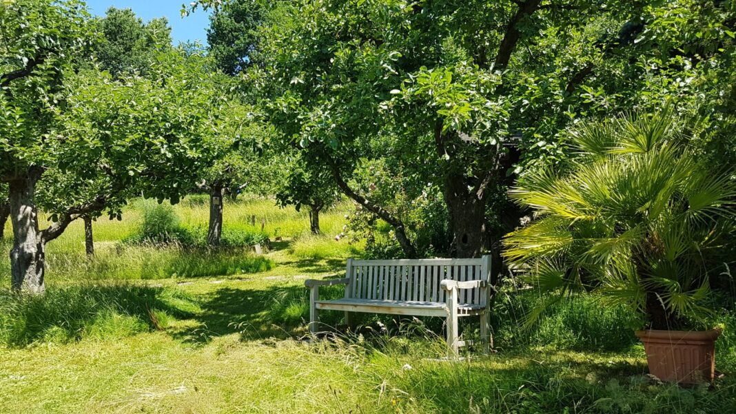 Bild zeigt eine Gartenbank unter grünen Bäumen